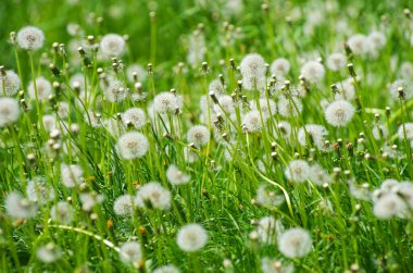 dandelions ile yeşil alan.