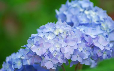 Mavi ortanca çiçekleri kapatın