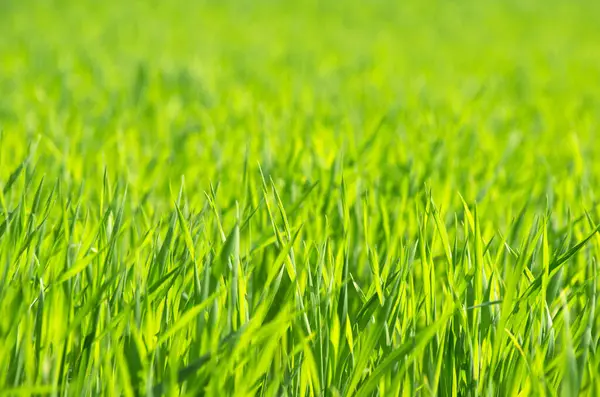 seçici odak ile yeşil çim arka plan