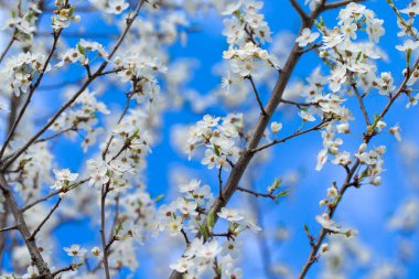 Bahar zaman içinde gökyüzü güzel kiraz çiçeği sakura