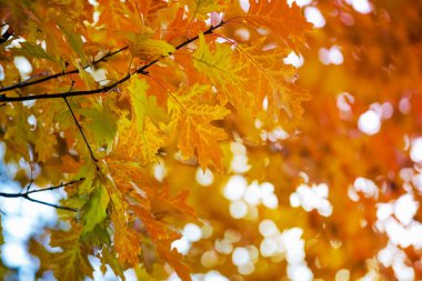 Sarı akçaağaç bir dal sonbahar yaprakları.