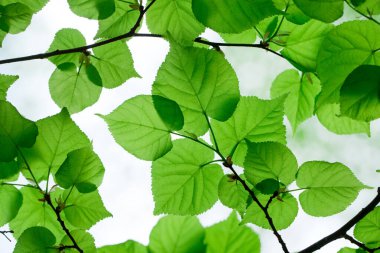 yeşil yaprakları yaz ormanda