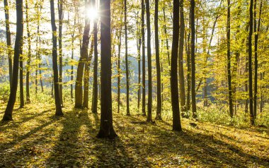 Güneş ışınları ile altın sonbahar orman