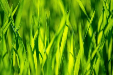 seçici odak ile yeşil çim arka plan