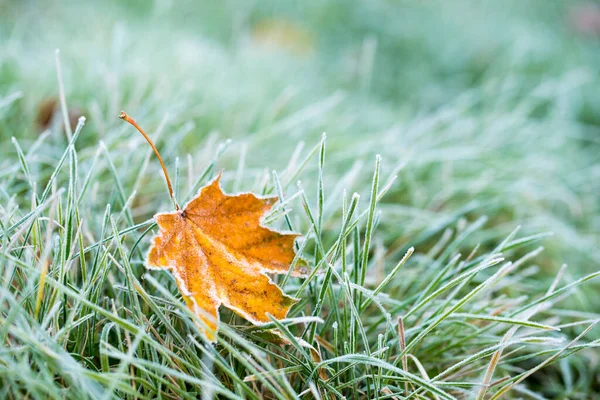 Frost on the leaf and grass.