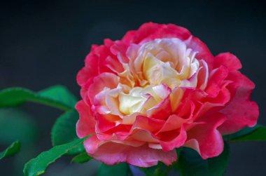 Pembe Gül bush, makro, Gül Bahçesi