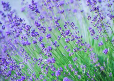 Çiçek bahçesindeki lavanta çiçeğine odaklan. Güneş ışığıyla aydınlanan lavanta çiçekleri..
