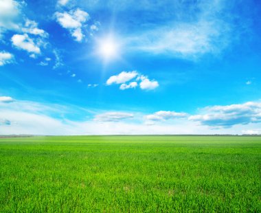 Yazın sonunda tamamen olgunlaşmış buğday tarlaları