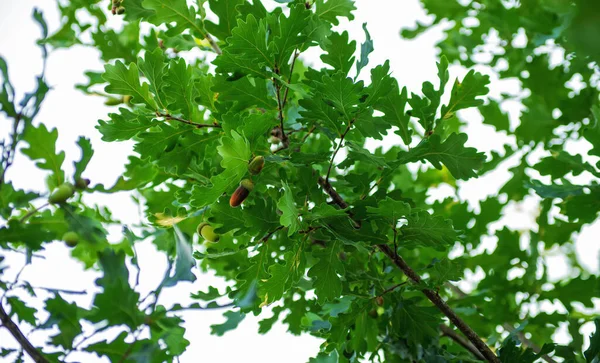 Acorns fruits on oak tree branch in forest.