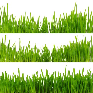 Beyaz arkaplanda yeşil çimen izole