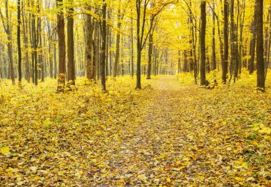 Güneş ışınları ile altın sonbahar orman