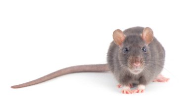 Fare beyaz arkaplanda izole edildi