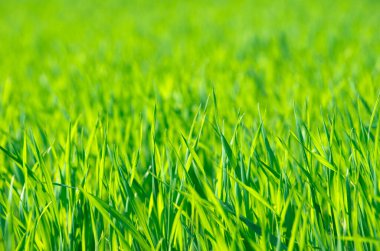 Bir tarladan yeşil çimen dokusu