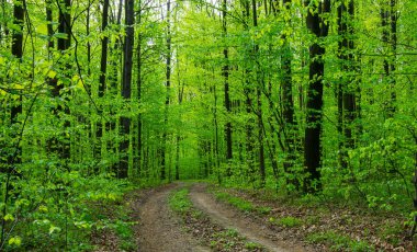 Orman ağaçları. doğa yeşil ahşap güneş ışığı arka planı