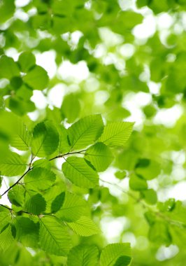 yeşil arka plan üzerinde yeşil yaprakları