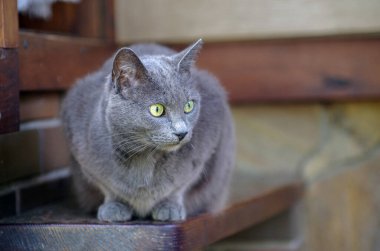 Güzel gri sokak kedisi