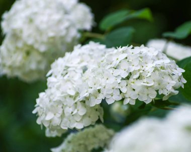 romantik çiçek arka plan beyaz ortanca çiçek ihale