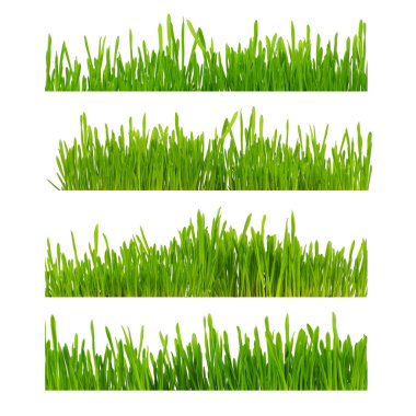 Beyaz arkaplanda yeşil çimen izole