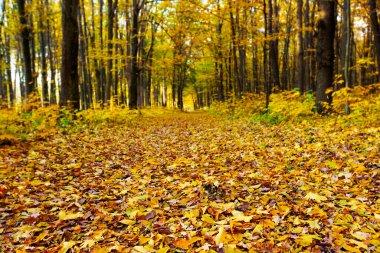 Sonbahar ormanı ve bir ayak izi.