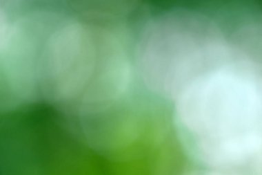 Yeşil bokeh arka plan doğa orman odak dışı