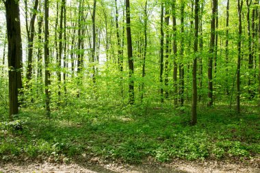 Orman ağaçları. doğa yeşil ahşap güneş ışığı arka planı