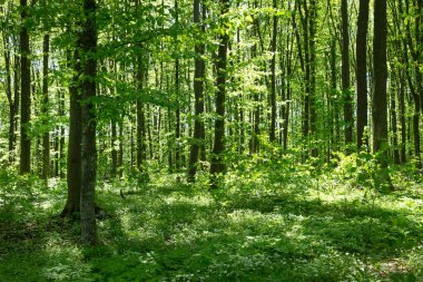 Orman ağaçları. doğa yeşil ahşap güneş ışığı arka planı