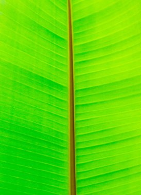 Yeşil yaprak yüzeyi dokuyu kapat arkaplan görüntüsü