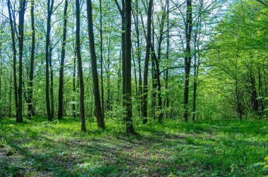 Orman ağaçları. doğa yeşil ahşap güneş ışığı arka planı