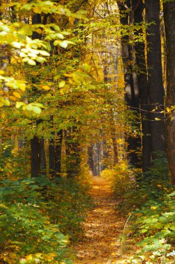 Güneş ışınları ile altın sonbahar orman