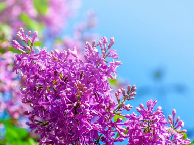 Çiçek açan dallar, seçici odak