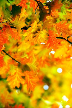 Sonbahar ormanlarındaki dallarda yapraklar.