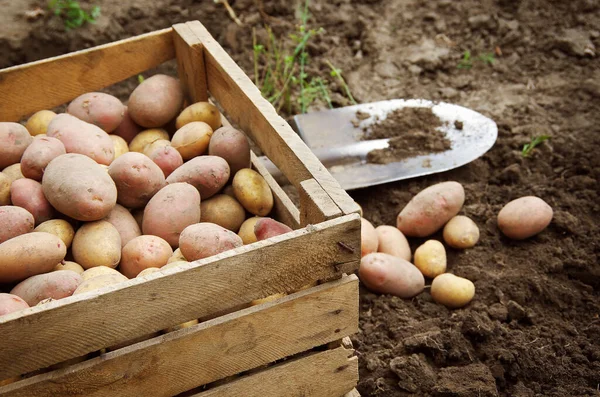harvesting potatoes on an agricultural field