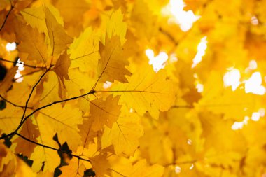 Sarı akçaağaç bir dal sonbahar yaprakları.