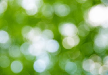 Yeşil bokeh arka plan doğa orman odak dışı