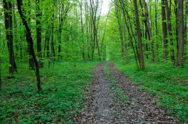 Orman ağaçları. doğa yeşil ahşap güneş ışığı arka planı