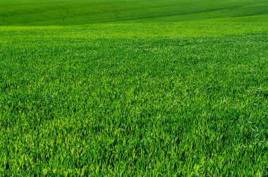 seçici odak ile yeşil çim arka plan