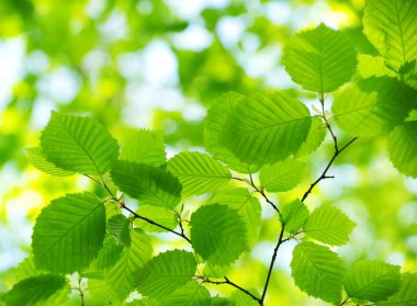 Yeşil yapraklar yeşil arka planlar