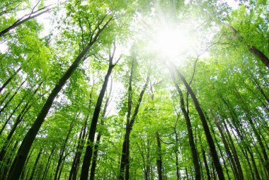 Sabah güzel orman manzarası