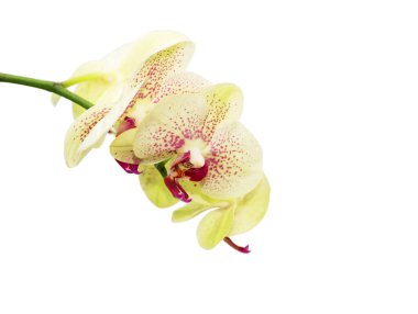 Beautiful yellow orchid on white background isolated