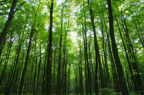 зеленый фон деревьев в лесу
