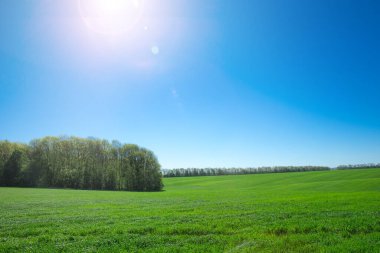 yeşil çim ve gökyüzü