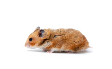 Beyaz bir arka plan üzerinde izole hamster