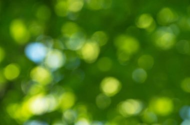 Yeşil bokeh arka plan doğa orman odak dışı