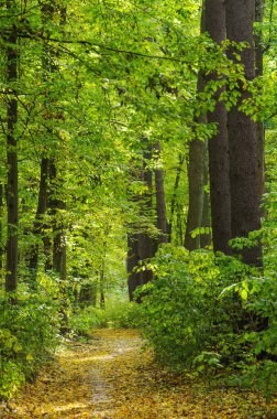 Güneş ışınları ile altın sonbahar orman