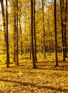 Güneş ışınları ile altın sonbahar orman