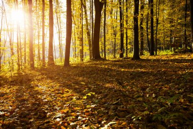 Güneş ışınları ile altın sonbahar orman