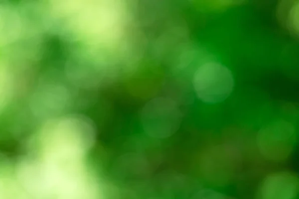 Verde Bokeh Sfondo Dalla Foresta Naturale Fuori Fuoco — Foto Stock