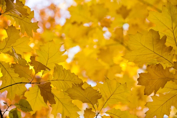 가을의 단풍나무 — 스톡 사진