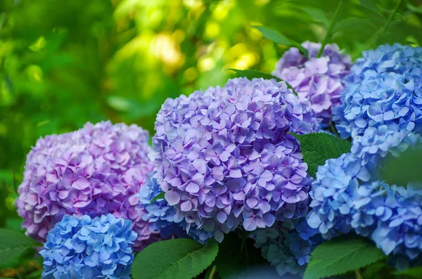 青い紫陽花の花を閉じます — ストック写真
