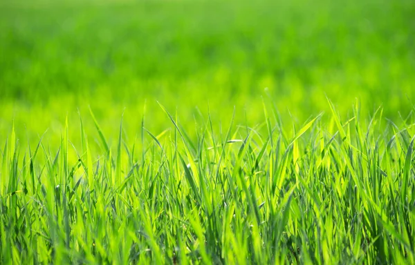 Zielona Konsystencja Trawy Pola — Zdjęcie stockowe